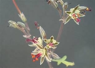 Boniodendron parviflorum